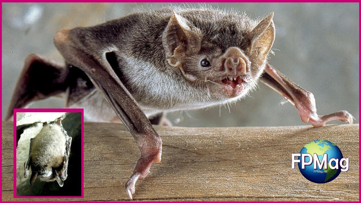 This is a vampire bat. The inset is a little brown bat with white nose syndrome