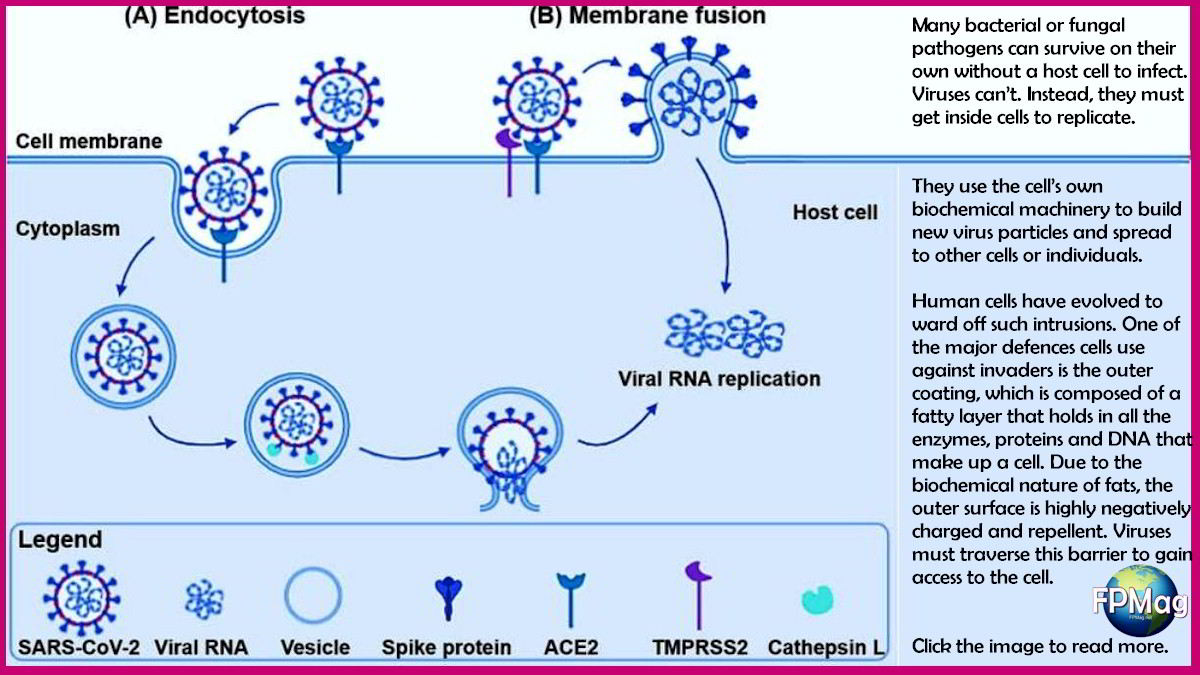 How SARS-CoV-2 gets into cells and reproduces. Pišlar A, Mitrović A, Sabotič J, Pečar Fonović U, Perišić Nanut M, Jakoš T, et al, PLoS Pathog 16(11), CC BY