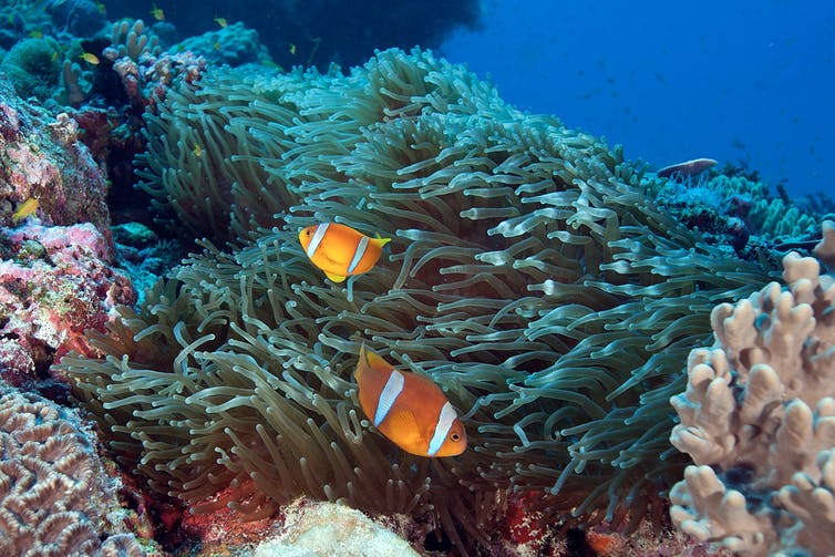 Coral Reefs like those that China and America are destroying